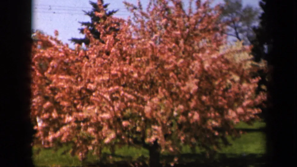 Skyline Drive, Virginia frame with dense pink blossoms, a green lawn, blue sky, and dark tree shapes in the background.