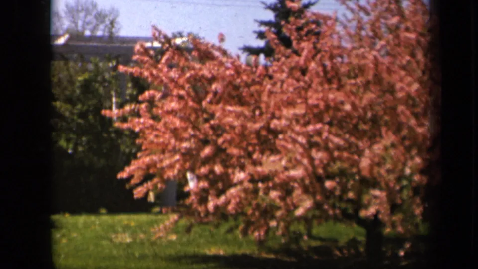 1943 8mm frame showing a pink flowering tree in a grassy Skyline Drive setting, with faint distant foliage and sky behind it.