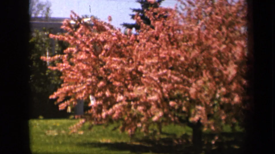 Skyline Drive home-movie frame of a pink flowering tree moving in wind over green grass, with blue sky and darker trees behind.