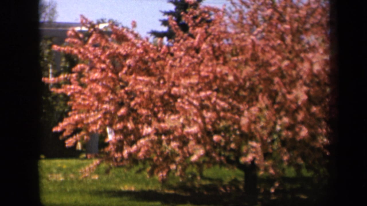 1943 Skyline Drive home-movie frame showing a pink flowering tree in bloom against lawn and shadowed surrounding trees.