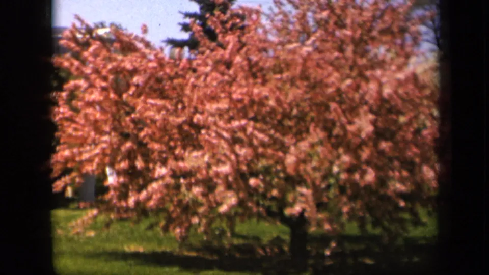 1943 Skyline Drive frame with dense pink blossoms over a green lawn, viewed through shadowed home-movie framing.