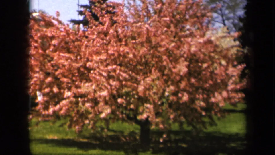1943 Skyline Drive 8mm view of a flowering tree canopy, with soft focus, strong color, and lawn shadows below.