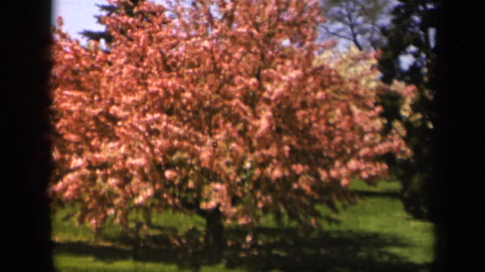 1943 Skyline Drive home-movie still showing the full pink flowering tree in sun, bordered by dark trees and film-frame shadow.