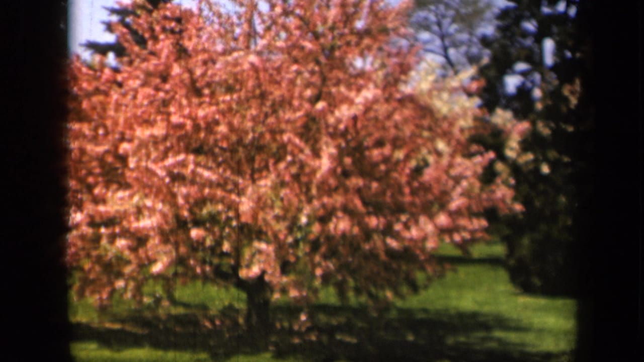 1943 Skyline Drive home-movie frame showing a pink flowering tree in a green landscaped area, with evergreens and open sky beyond.