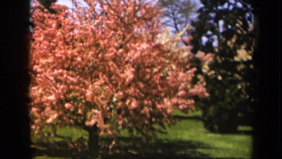 Skyline Drive, Virginia frame from the 1943 8mm clip, with a pink blossoming tree set against lawn, evergreens, and pale sky.