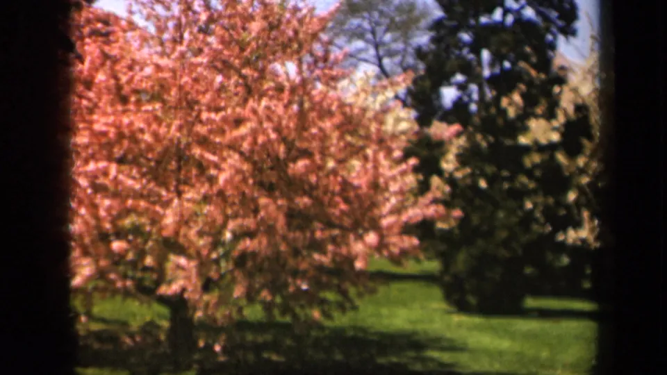 A closer 1943 home-movie view of the flowering tree at Skyline Drive, with blossoms dominating the frame and green lawn visible below.