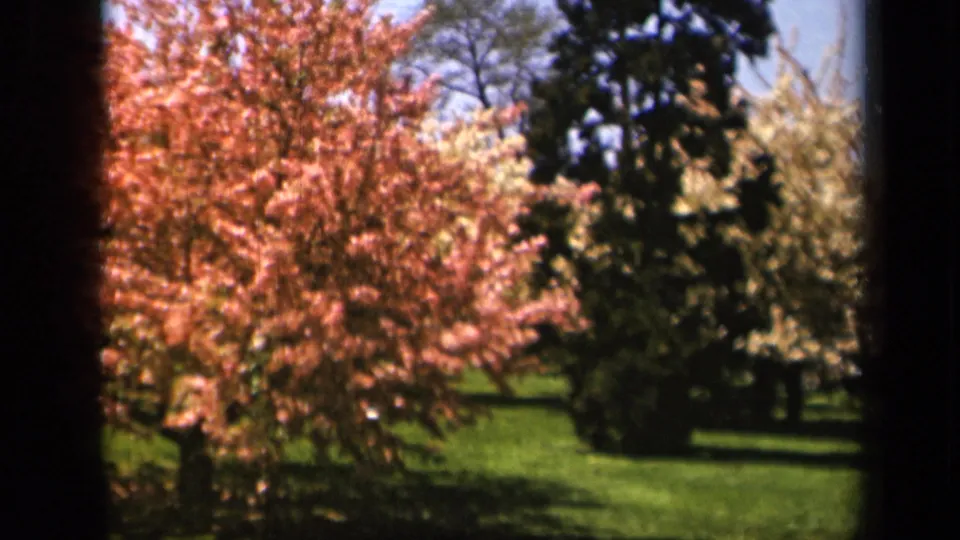 Final frame of the 1943 Skyline Drive 8mm clip, showing wind-touched pink blossoms with lawn and evergreens in the background.