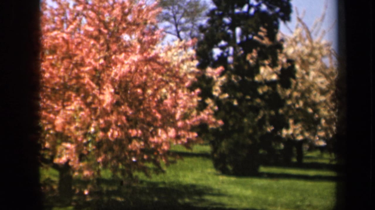 Pink and white flowering trees beside green grass under a blue sky.