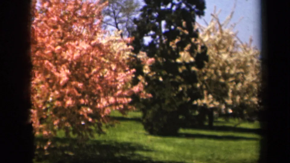Wide 1943 Skyline Drive spring view with pink blossoms, pale flowering trees, green grass, and a dark tree canopy beyond.