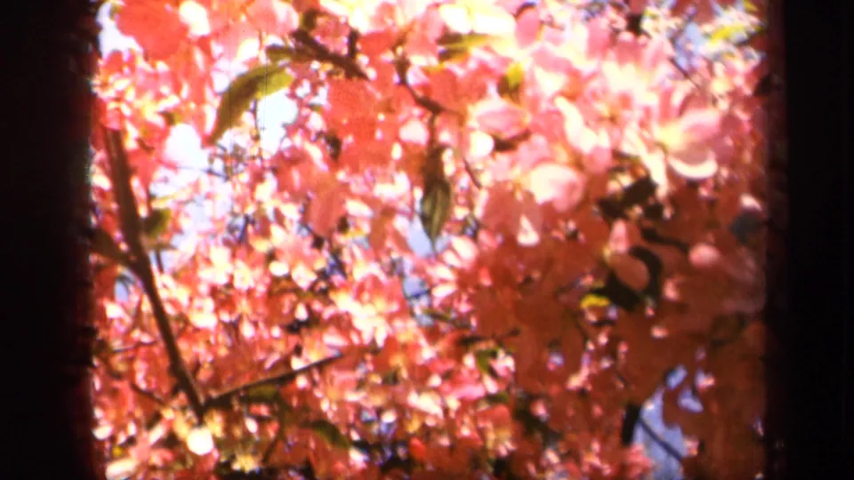 Close 8mm view looking up into pink blossom clusters, with leaves, branches, and small patches of blue sky visible.