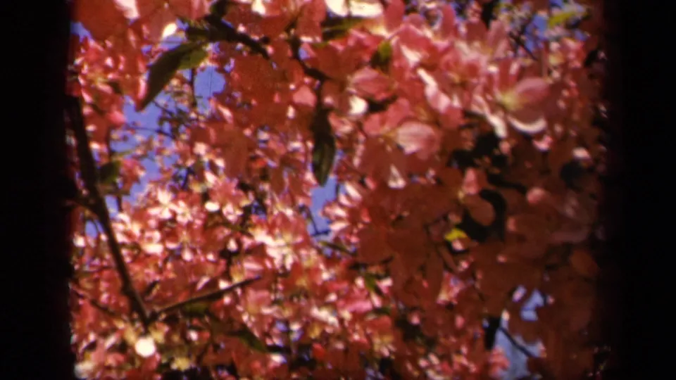 Close-up spring view of pink blossoms and leaves, likely from the same 1943 Skyline Drive home-movie sequence.