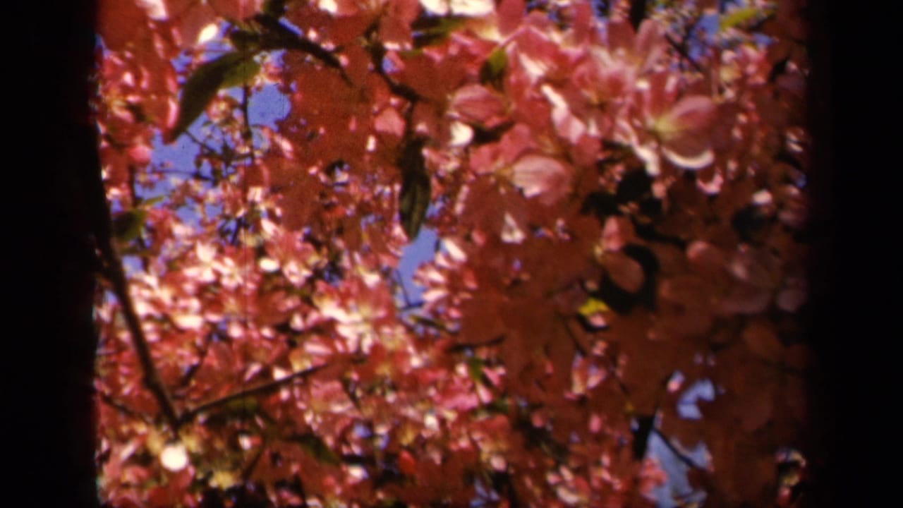 Red blossoms and leaves seen from below against patches of blue sky.