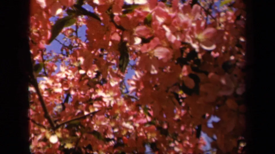 1943 Skyline Drive 8mm frame of dense red blossoms and branches, filmed from below with blue sky behind them.