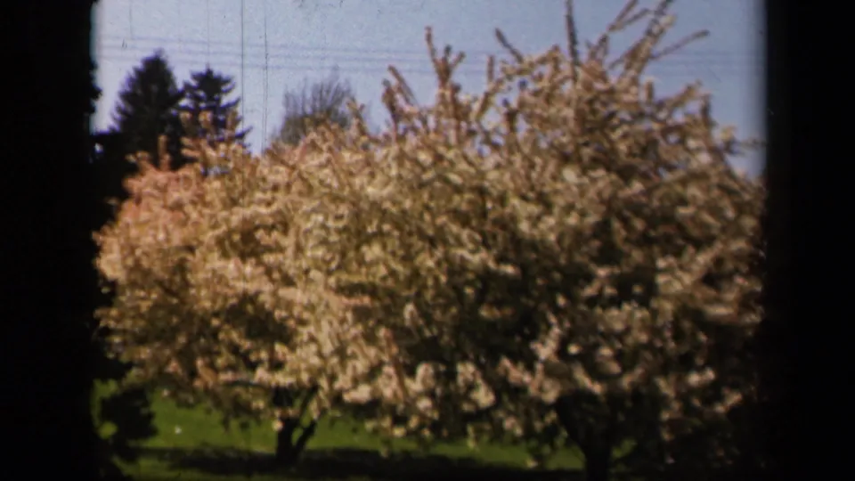1943 Skyline Drive home-movie frame showing pale blooming trees in a grassy area with distant evergreens and power lines.
