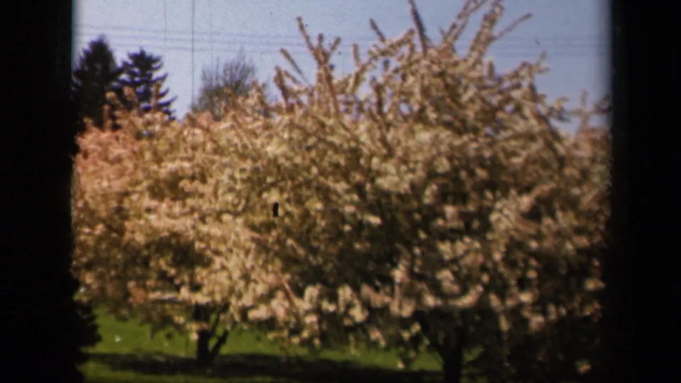 1943 Skyline Drive 8mm frame of blooming trees in grass, with sky, distant evergreens, and faint power lines behind.