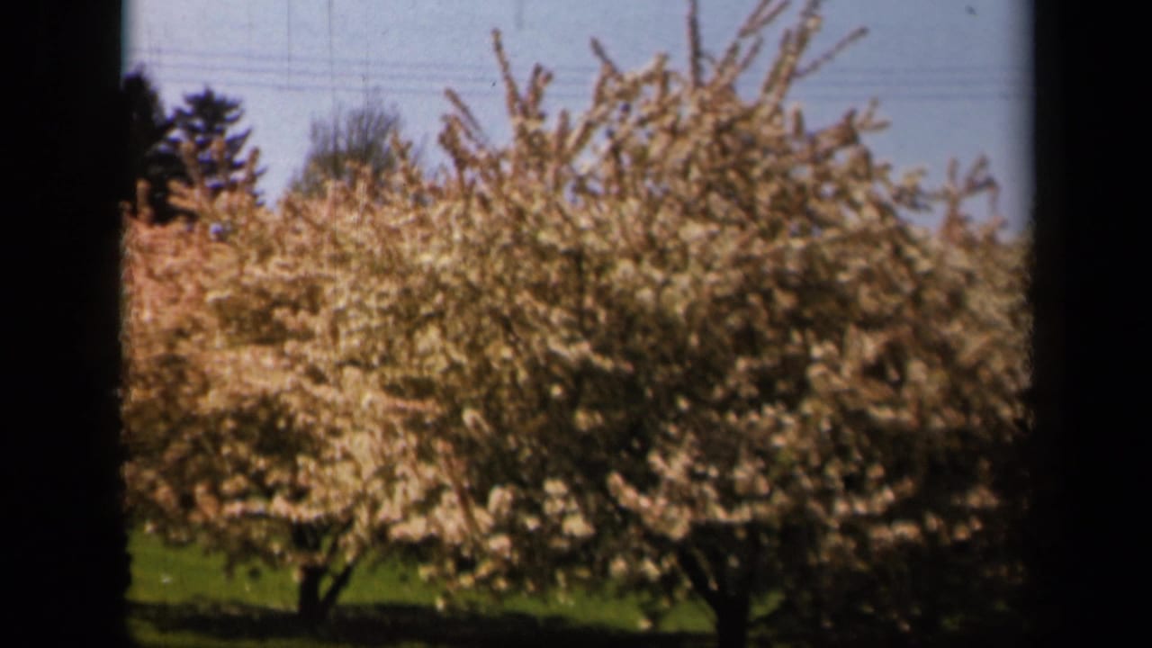 1943 8mm frame from the Skyline Drive, Virginia area showing flowering trees, green grass, faint utility lines, and dark reel edges.
