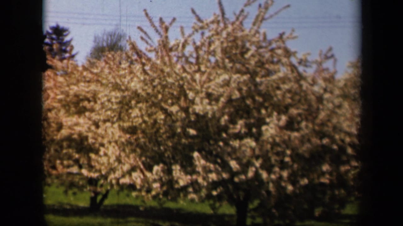 1943 Skyline Drive area home-movie frame with dense pale blossoms, open grass, blue sky, and faint overhead utility lines.