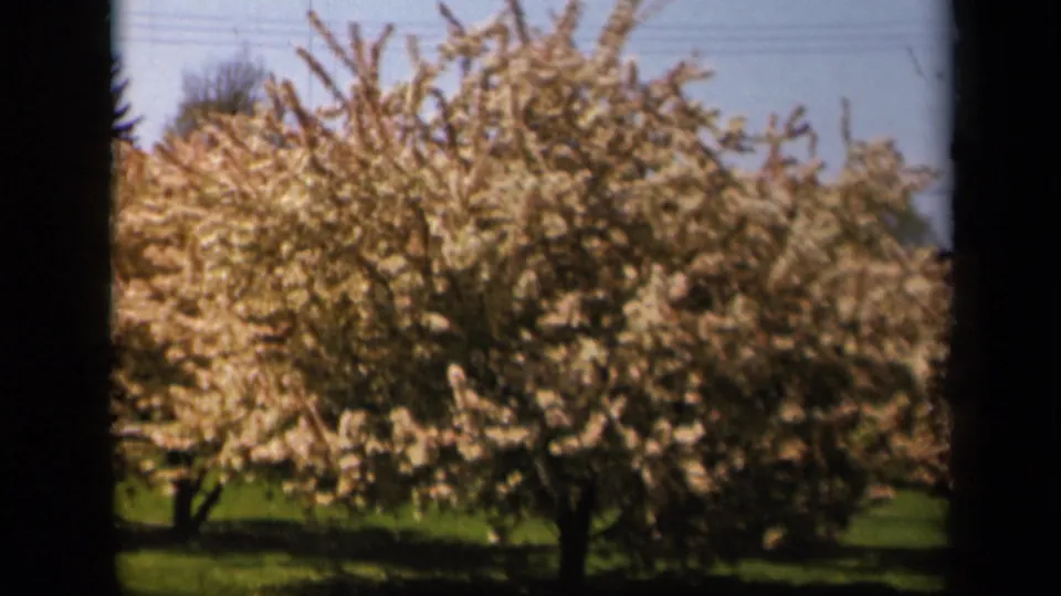 Soft 8mm view of a flowering tree in the Skyline Drive, Virginia area, with green grass, blue sky, and dark film edges.