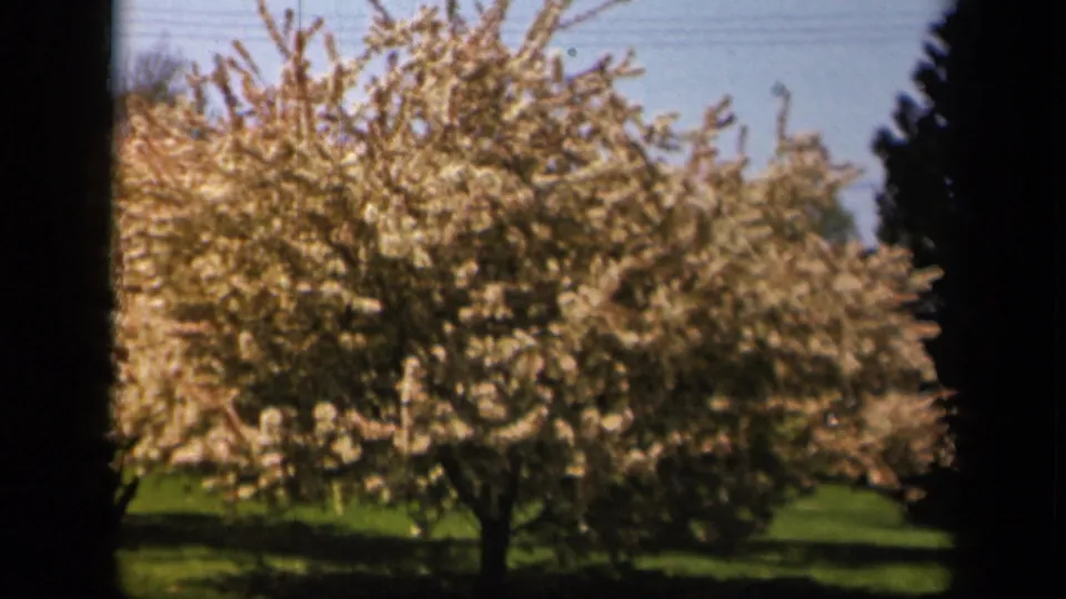 1943 home-movie frame from the Skyline Drive area showing a blooming tree canopy, green lawn, blue sky, and 8mm gate borders.