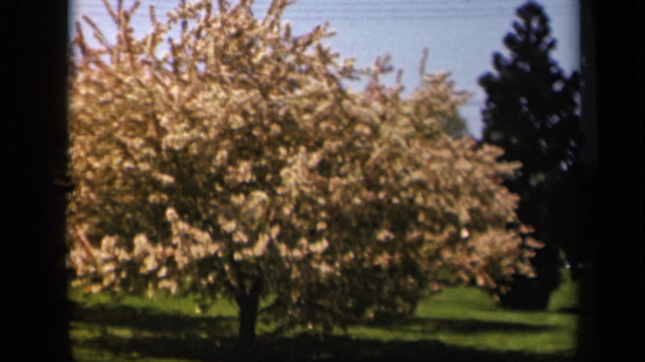 Blossoming tree with pale flowers, grass, blue sky, and evergreen trees in the background.