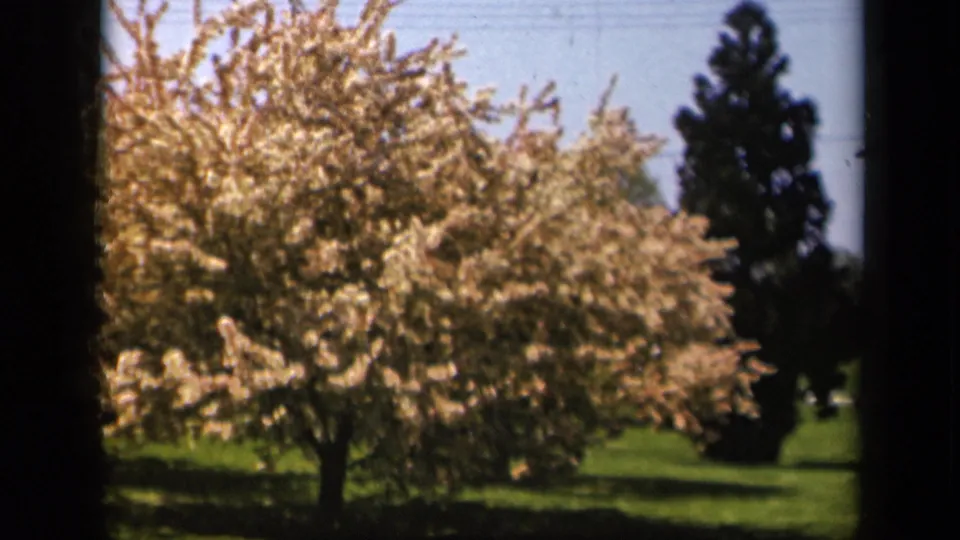 1943 Skyline Drive home-movie still showing a blossom-covered tree near a tall evergreen, with soft focus and visible film grain.