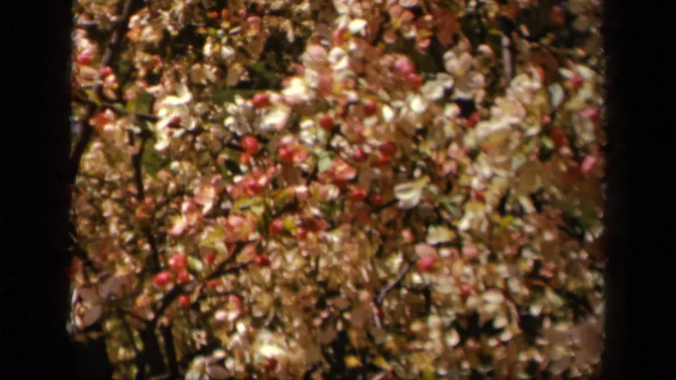 Close 1943 Skyline Drive detail of apple blossoms, with white and pink flowers clustered against darker branches and foliage.