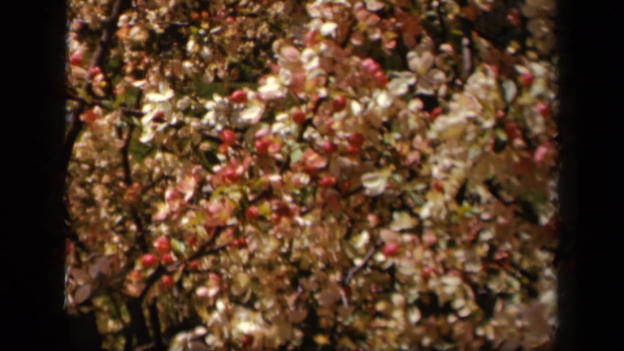 Close view of pale blossoms and pink buds moving among dark branches.
