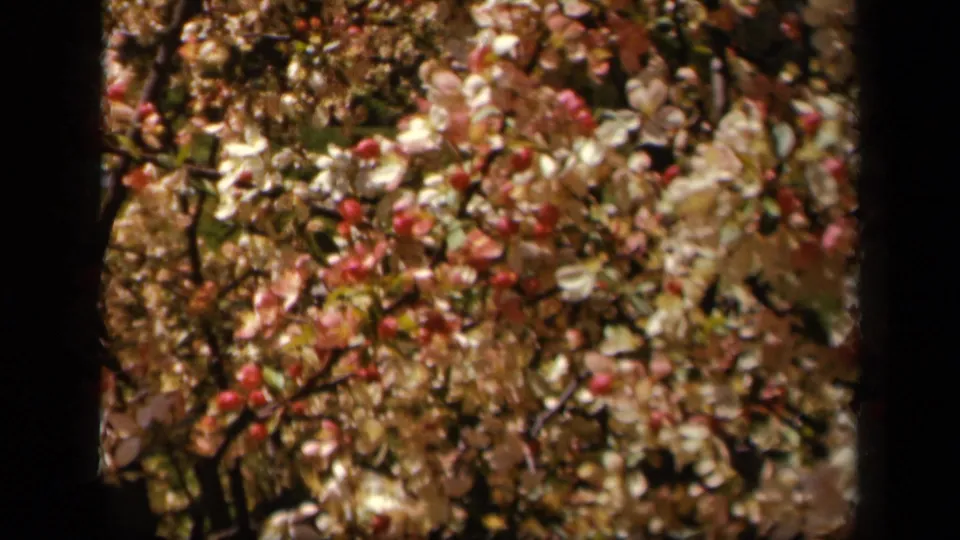 1943 8mm home-movie frame from Skyline Drive showing pale spring blossoms and pink buds filling the view in wind-softened focus.