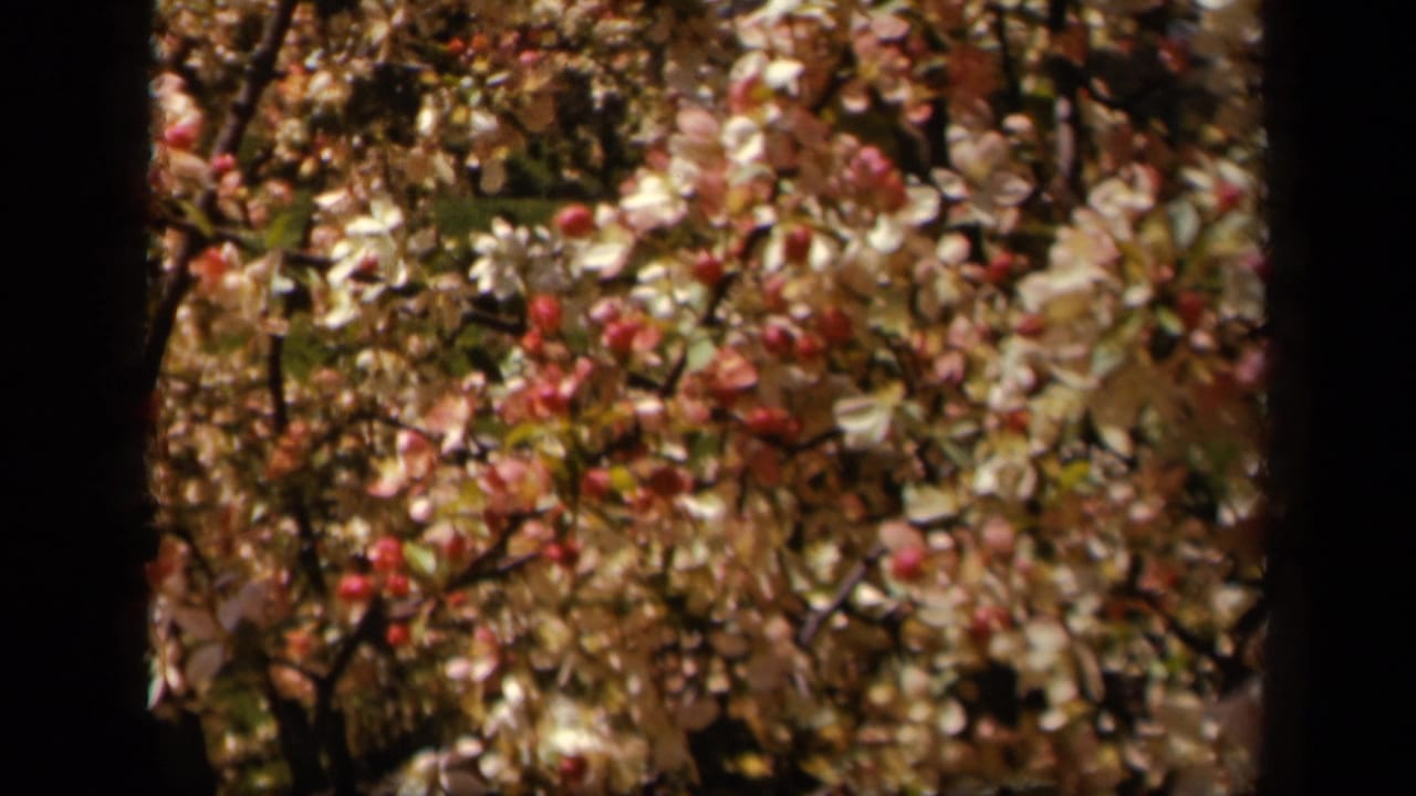 Flowering branches with pale petals and pink buds fill the frame.