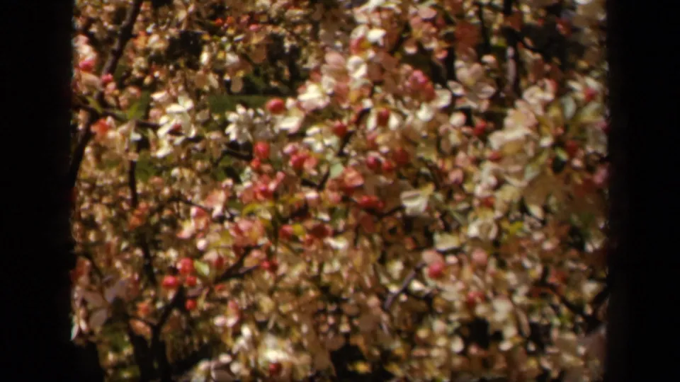 Close 8mm frame of flowering branches on Skyline Drive, Virginia, with pale petals, pink buds, and soft handheld framing.