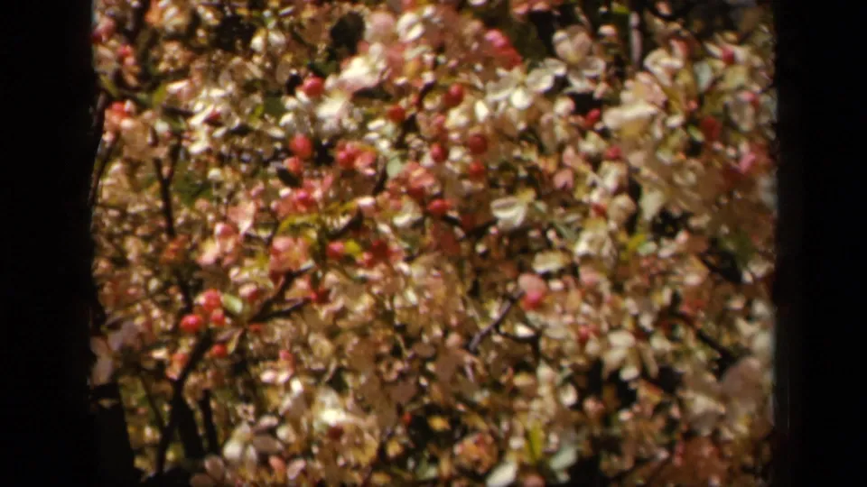 Windblown blossoms and reddish buds appear in a close 1943 Skyline Drive home-movie frame with visible 8mm grain and blur.