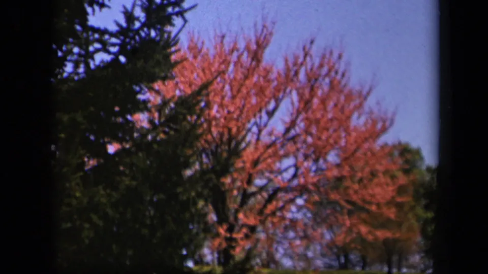 Wider 8mm frame from Skyline Drive showing a tree with reddish-orange foliage beside darker evergreens under a blue sky.