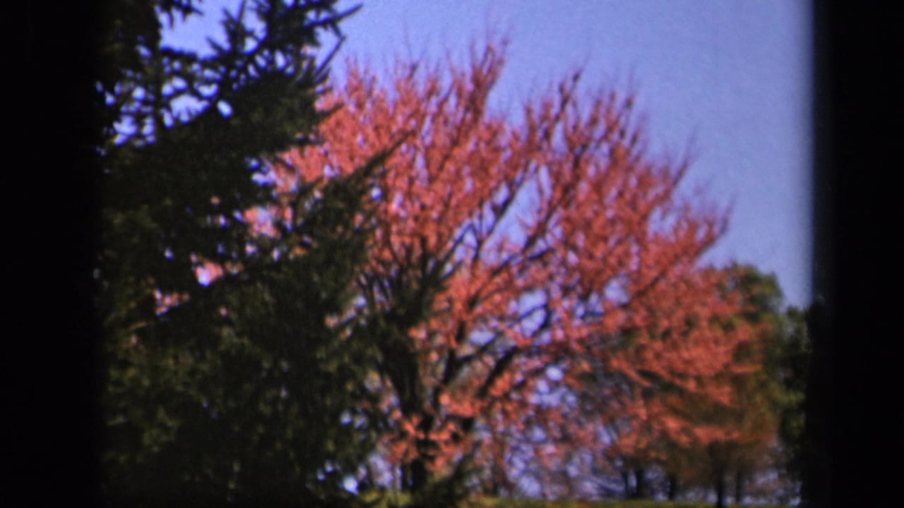 Red-pink tree branches framed by dark evergreen boughs against blue sky.