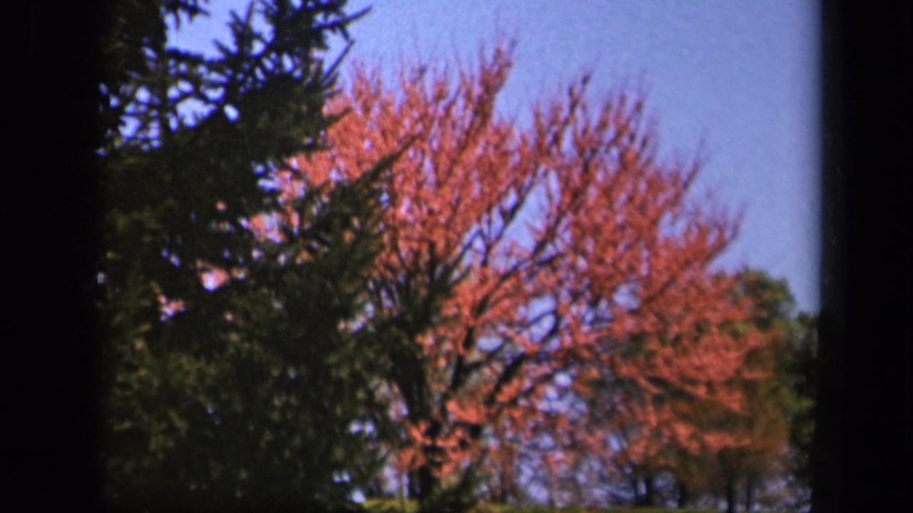 Metadata-supported Skyline Drive view of red-pink tree limbs partly screened by evergreen branches in soft 8mm focus.