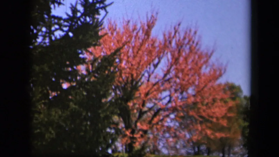 Closer 8mm view of reddish flowering or leafed branches at Skyline Drive, with evergreen foliage along the left edge.