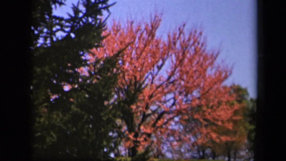Final 1943 Skyline Drive frame with red-pink branches, dark evergreen foliage, and blue sky in a soft home-movie scan.
