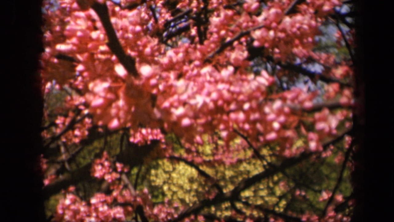 Pink blossoms on dark branches with green foliage behind them.