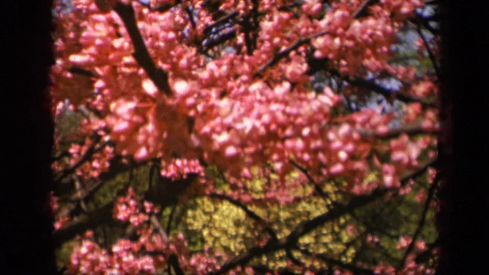 Close-up 1943 Skyline Drive 8mm frame of pink blossoms and dark branches against soft green foliage.