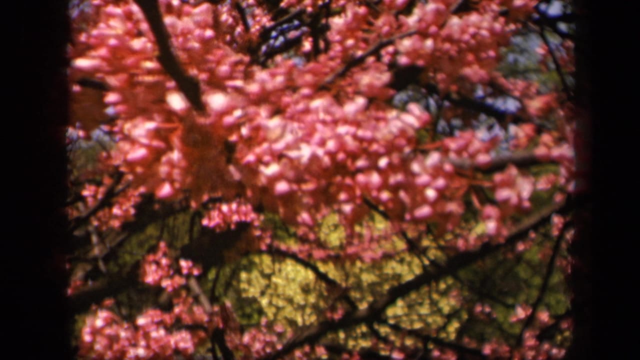 Dense pink flowers sway among dark branches with blurred greenery behind.