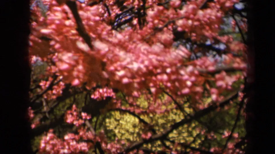 Final 1943 Skyline Drive frame showing saturated pink blossoms, dark branch lines, and blurred green foliage.