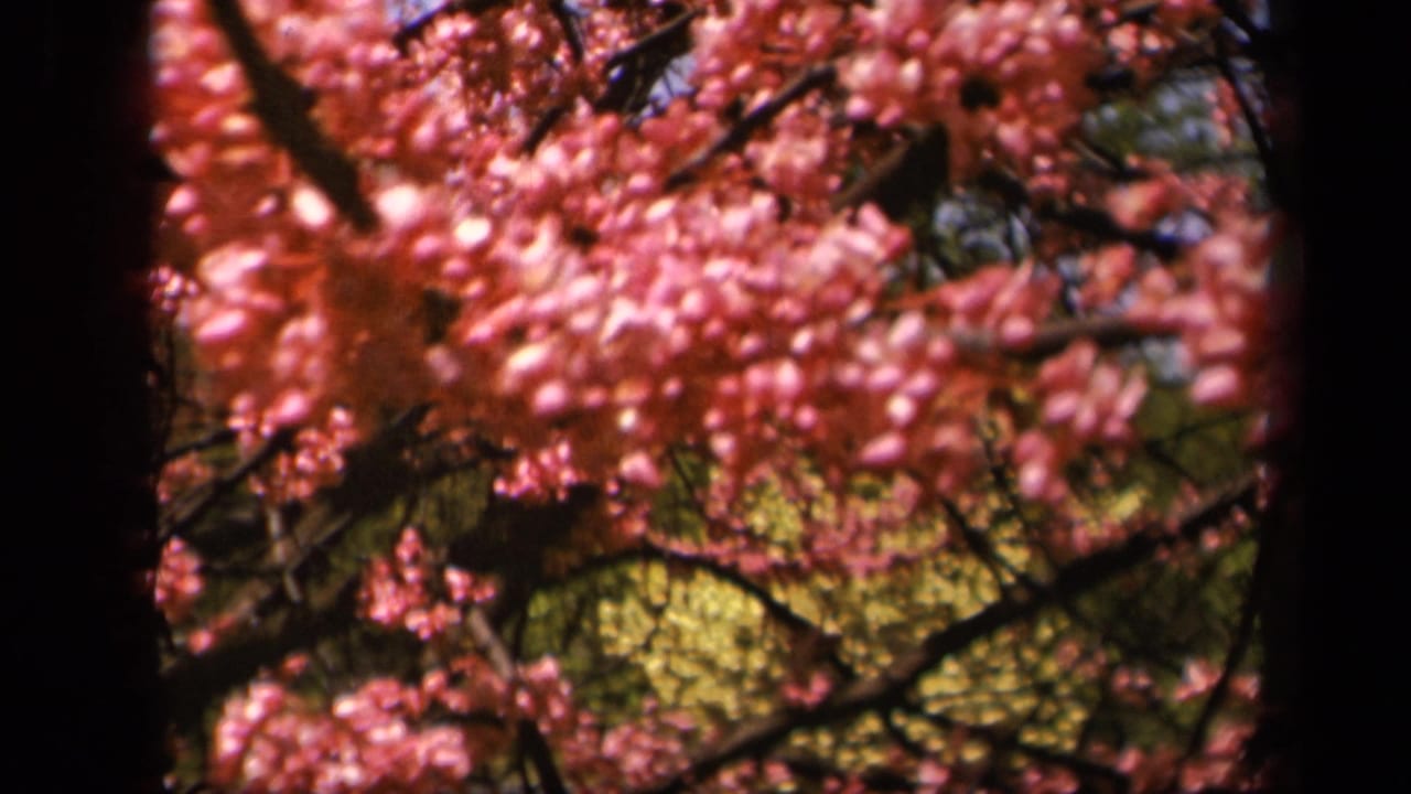 Soft 1943 8mm view of pink flowering branches along Skyline Drive, with dark limbs and green background foliage.