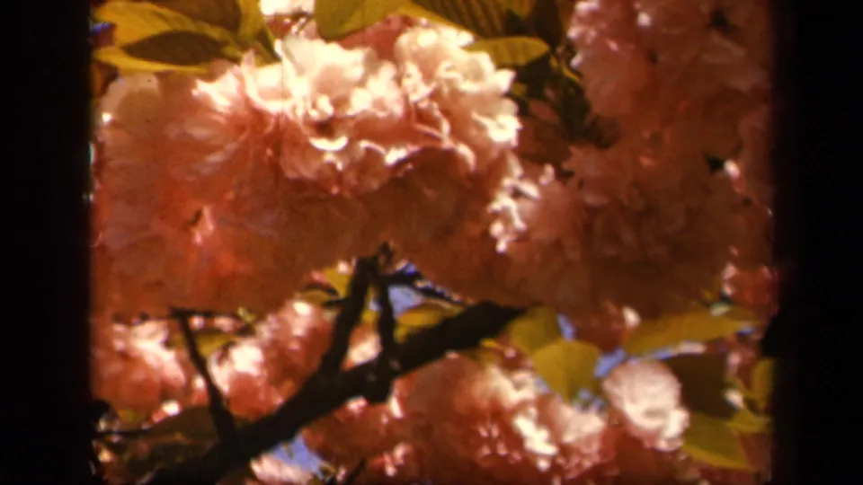 Close 1943 Skyline Drive view of pale pink blossoms clustered on branches, with leaves and blue sky visible between them.