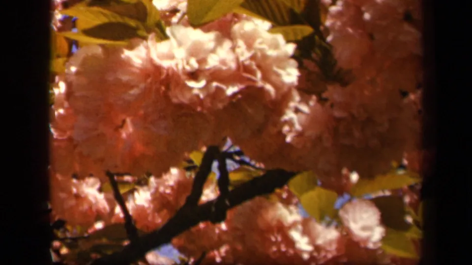 1943 8mm close-up of flowering tree clusters along Skyline Drive, framed by branches, leaves, and bright sky.