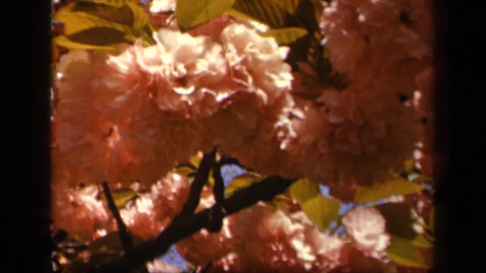 Sunlit 1943 Skyline Drive blossom close-up on 8mm film, showing pink flowers, leaves, and dark crossing branches.