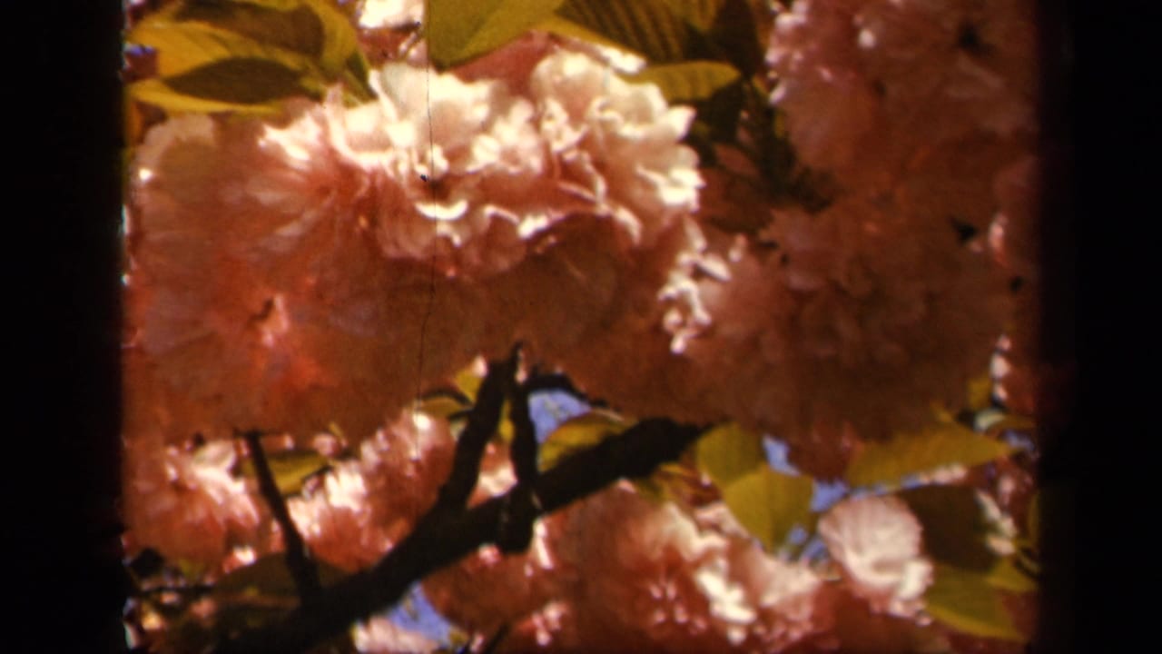 Pink blossoms and green leaves against blue sky with dark film borders.