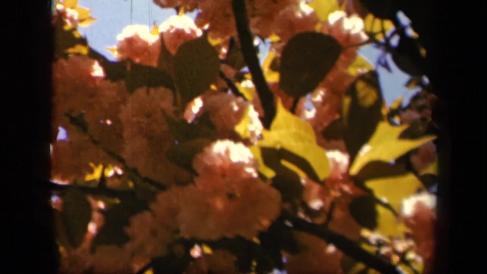 Sunlit blossoms and leaves fill a 1943 Skyline Drive home-movie frame, with blue sky visible through branches.