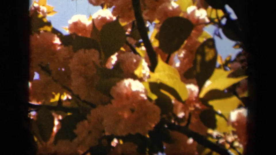 Low-angle 8mm view of clustered blossoms, green leaves, and branches at Skyline Drive, Virginia, in 1943 metadata context.