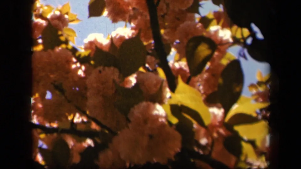 Final 1943 home-movie frame shows blossoms and leaves backlit by sun, with branches and blue sky at Skyline Drive.