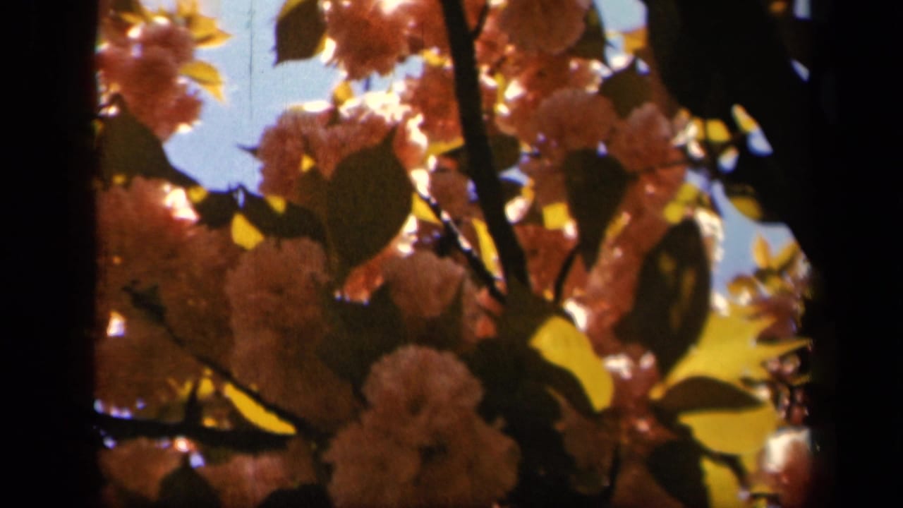 1943 Skyline Drive home-movie frame showing sunlit pink blossoms and leaves seen close against a blue sky.