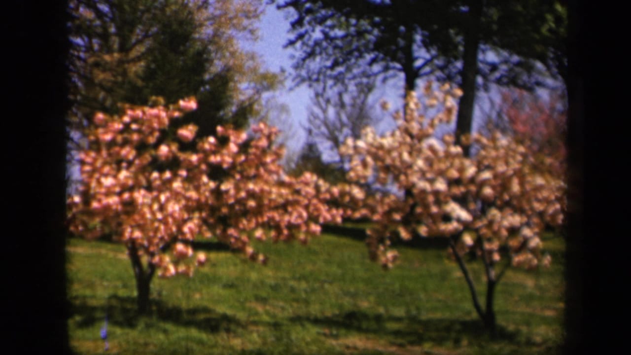 Pink and white flowering trees in a grassy park with tall trees behind them.